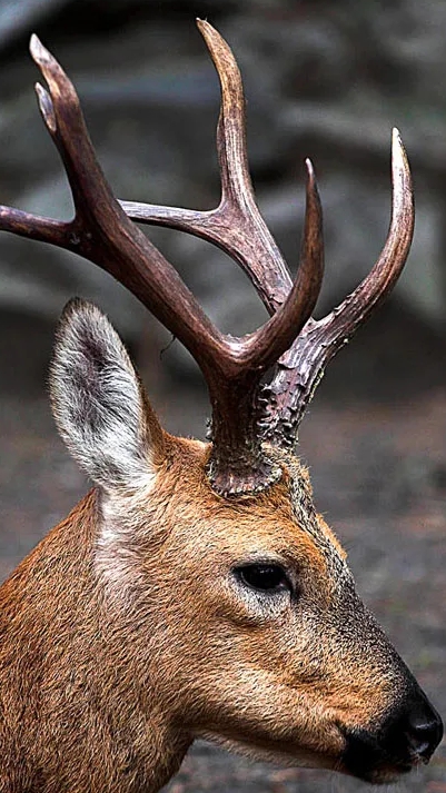 Маленький олень смотреть онлайн