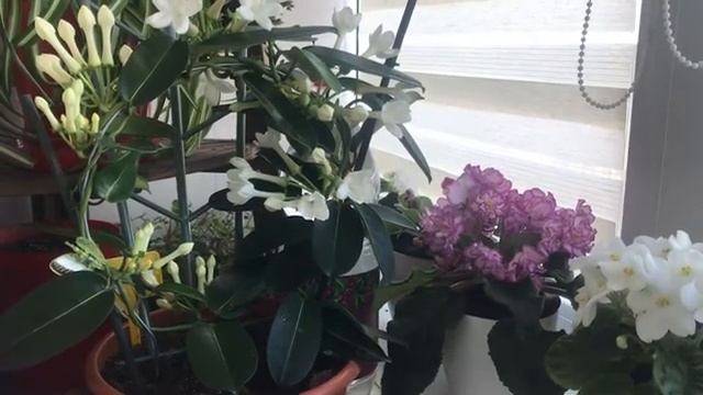 Стефанотис мадагаскарский Жасмин смотреть онлайн