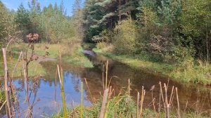 05-09-2025 прогулка  в  лес за грибами