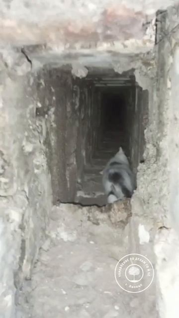 Сотрудники Липецкого МЧС спасли котенка, упавшего в вентиляционную шахту