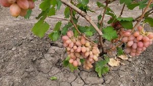 ГФ Винограда ГЛАМУР,ФАНТАЗЁР.
(Калугин В.М.).