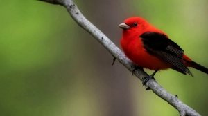 Звук природы. Пение птиц. Птицы. Пение птицы Красно-чёрная пиранга