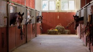 Шляй видео что делают лошади пока нас нету в конюшне 🤔🤫