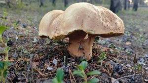 Ну вот и грибочки пошли.