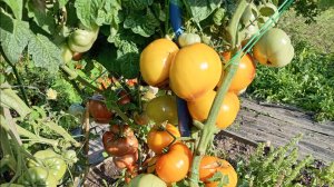 ТОМАТЫ ГНОМЫ. ЛЕНИНГРАДСКАЯ ОБЛАСЬ.