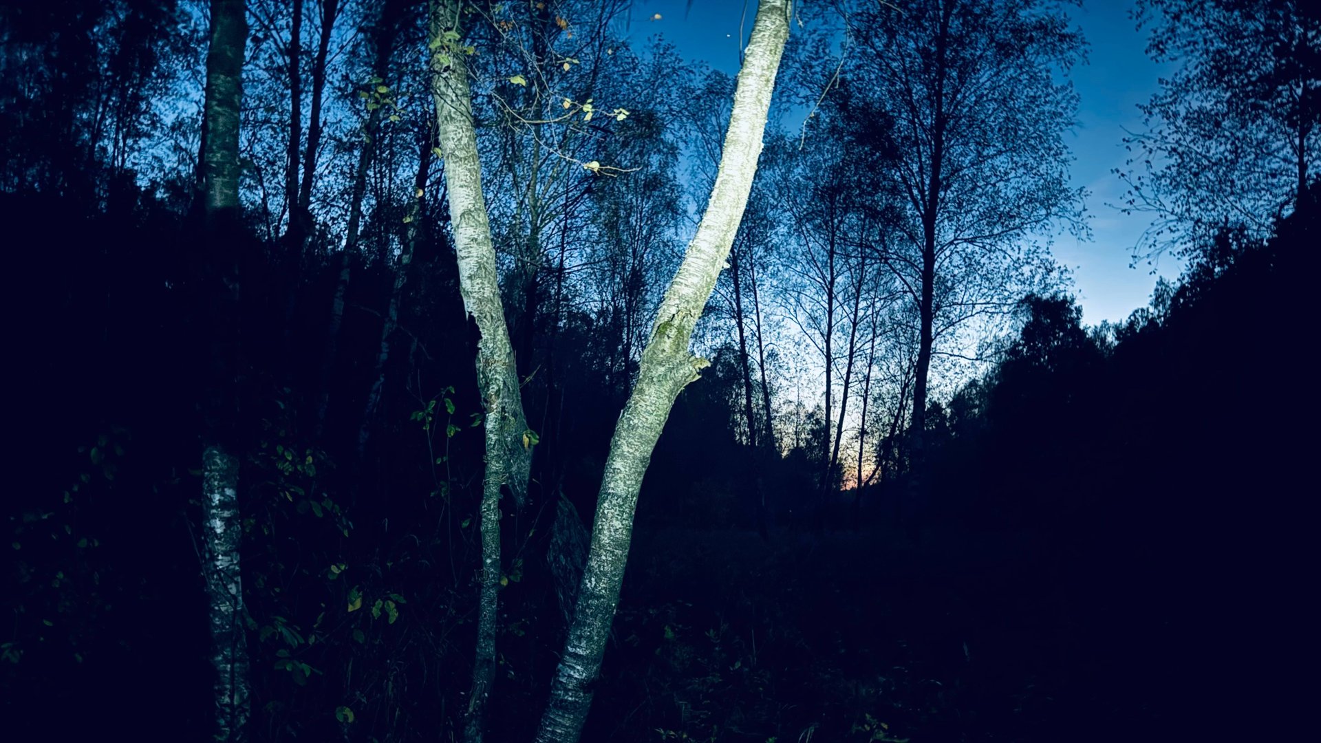 Lost In The Woods 2024