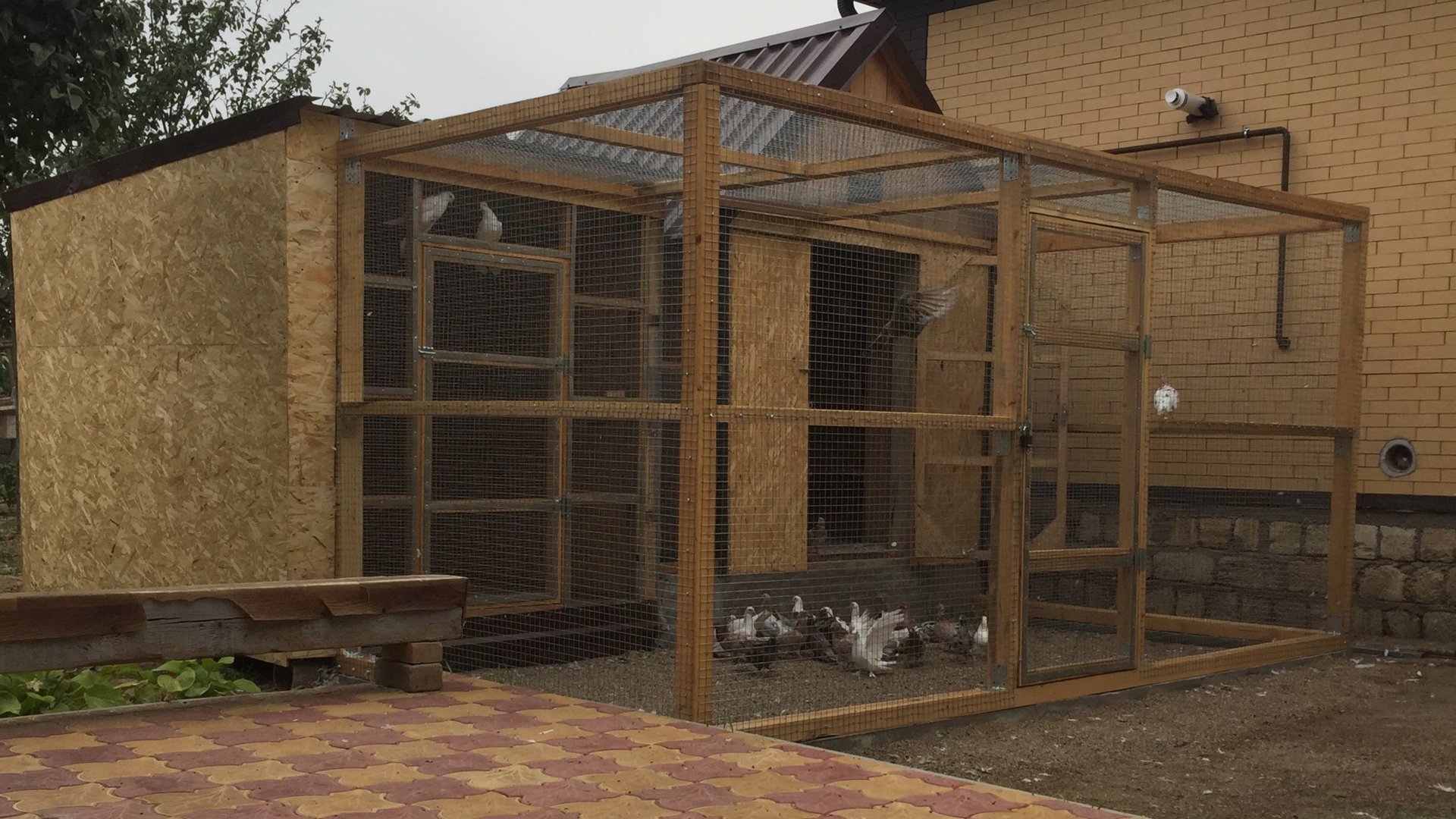 Бакинские мраморные голуби молодежь! смотреть онлайн