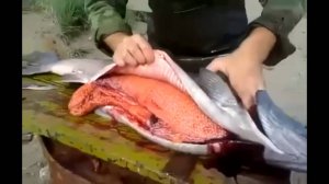 Ведро икры в одной рыбе!