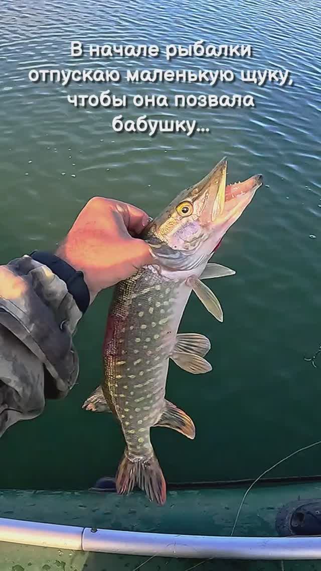 Как у меня работают приметы на рыбалке! 😂😂😂 #shorts #рыбалка #улов смотреть онлайн
