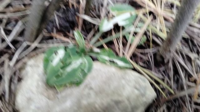 Микрохоста в нашем саду 2025 -угадаем сорт? Пандора'с Бокс? смотреть онлайн