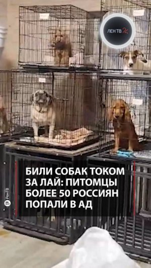 Били собак током за лай: собаки более 50 россиян попали в ад