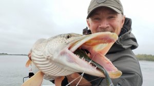 Судаки на "трофей", щуки на петухо - мыш. Рыбалка на Оби.