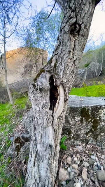 Шаманское дерево смотреть онлайн