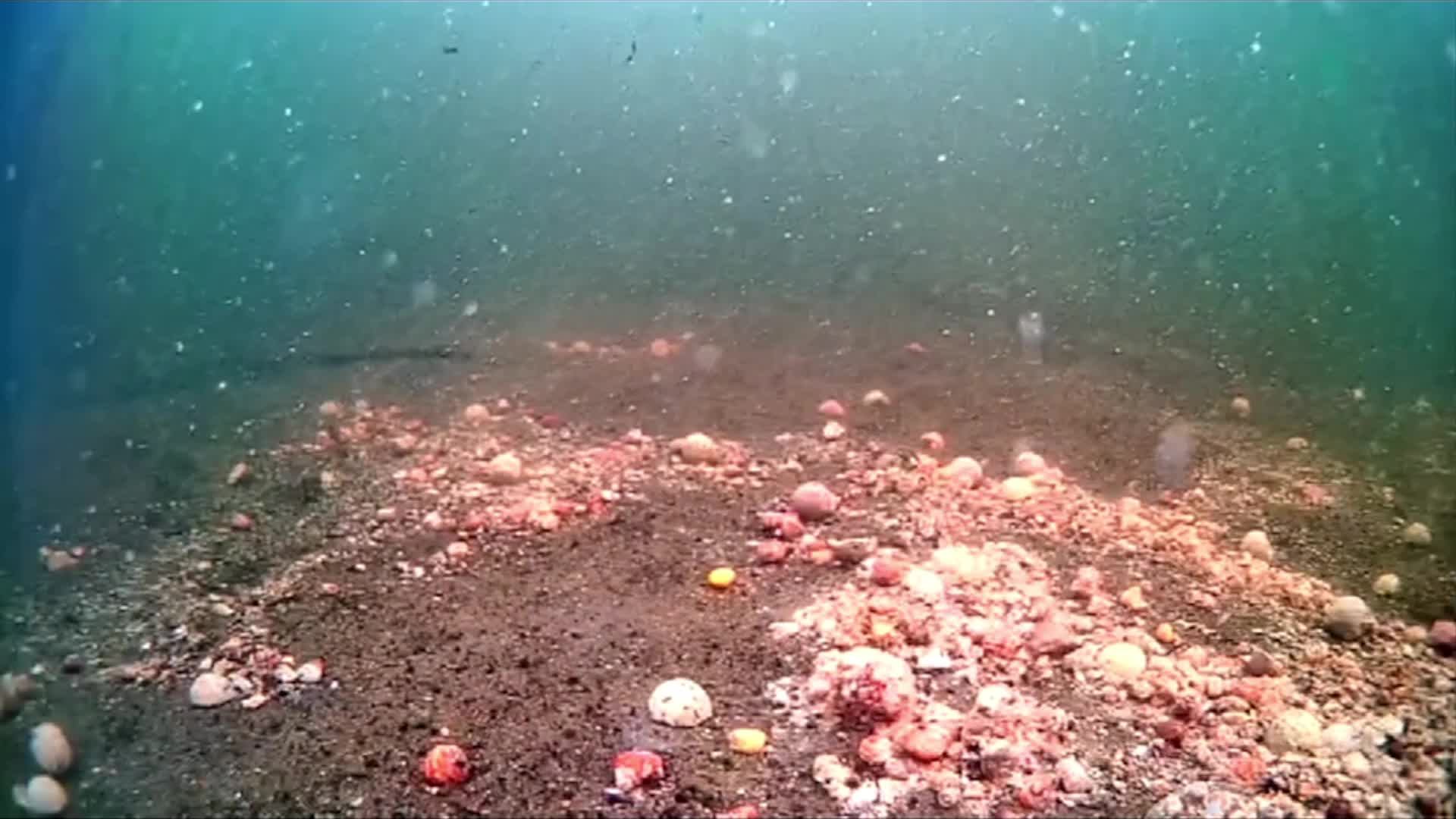 Carp @ Amur смотреть онлайн