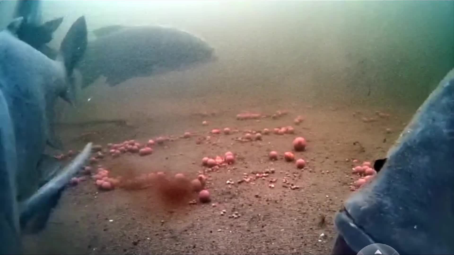 Carp @ Amur смотреть онлайн