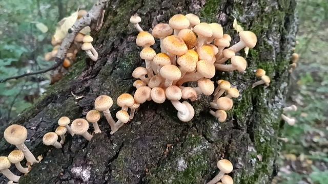 Autumn. смотреть онлайн