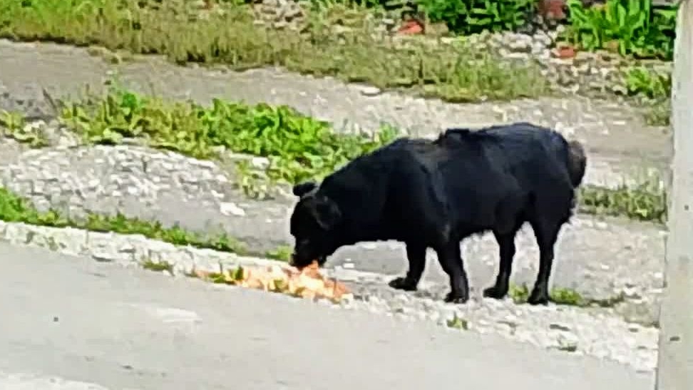 С утра, в магазин! Жизнь бездомных хвостатых. Панорама города. Дожди. смотреть онлайн