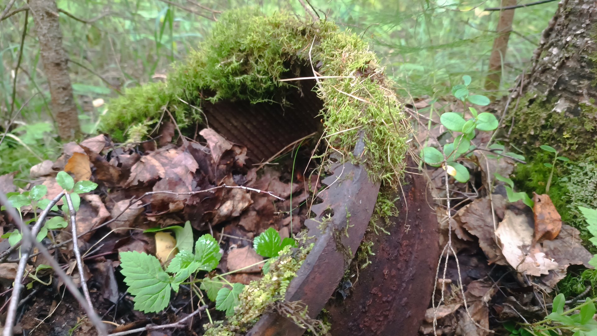Новая разведка усов УЖД . Поиск погрузочных площадок