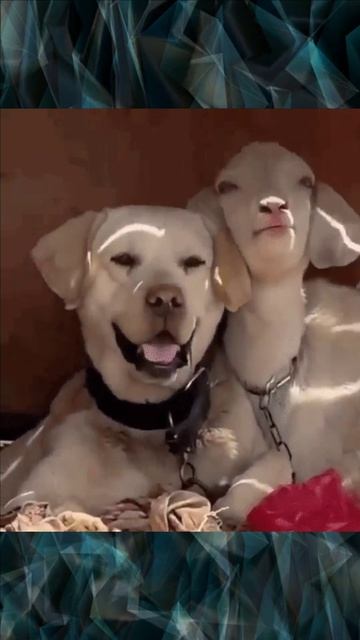 Собака и и овечка смотреть онлайн