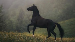 обзор на перекрасить седла