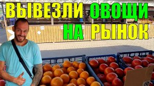 Выехали на рынок с томатами. Строим хозблок для Дома Отдыха. Убираем огурцы