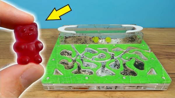 Что если бросить муравьям на сьедение Желейного мишку?