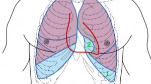 Плевра_ Отделы, Полость, Синусы, Границы. Топографическая Анатомия и Оперативная Хирургия (ТАиОХ)
