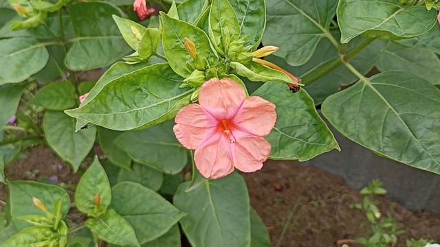 Мирабилис цветёт.