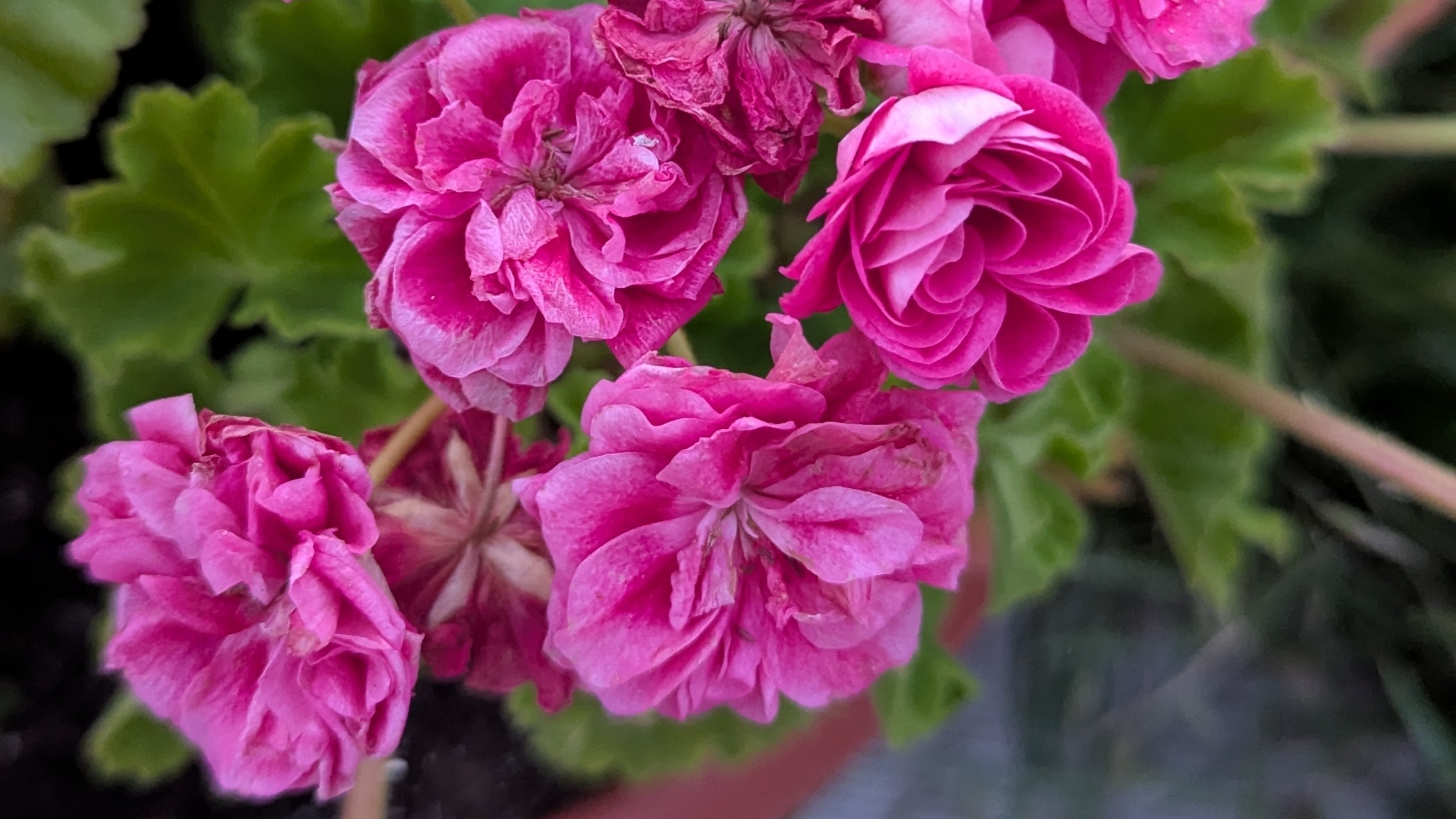 05-09-2025.Пеларгония приехала с дачи..пробую укоренить черенки. смотреть онлайн