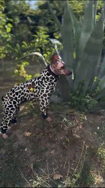 Трикотажный 