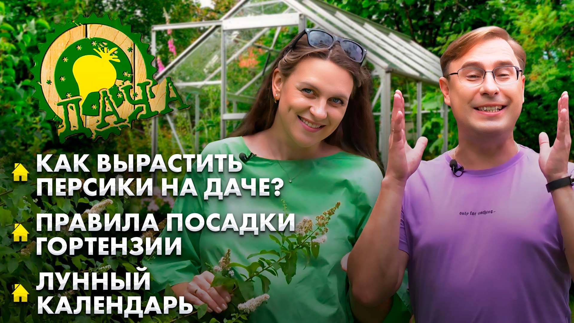 Персики на даче | Правила ухода за гортензией | Как вырастить нектарин? Дача