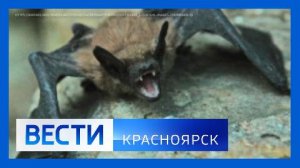 Вести. Красноярск от 05.09.2025