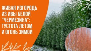 Забудьте о скучном заборе! Как создать «полыхающую» стену из ивы белой "Чермезина".