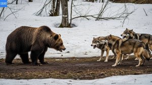 Mедведь против стаи волков! Жесткая борьба за добычу!