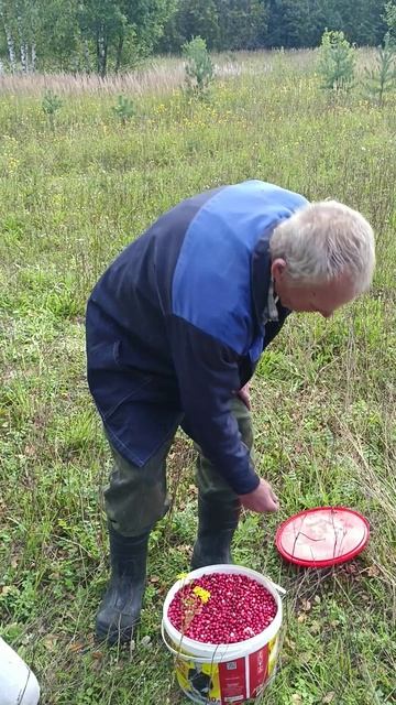 Брусника смотреть онлайн