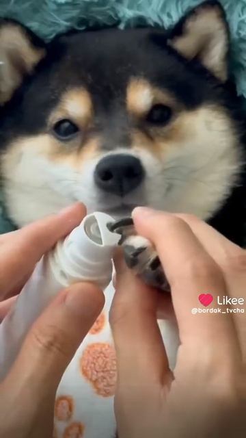 Like_7546087670069029325.mp4 смотреть онлайн