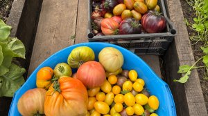 Мои работы в теплицах 5 сентября. Начинается кладоспориоз