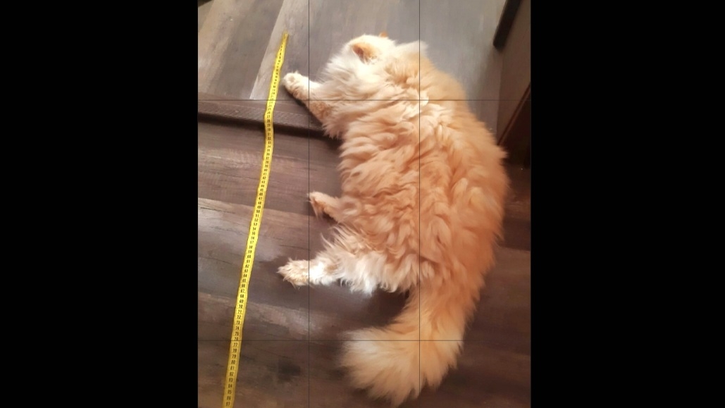 До... и после.. 🐱❤️ )))