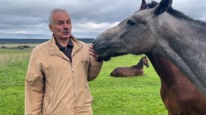 Юрий Прохоров - об изменениях в аукционе лошадей орловской породы - 2025