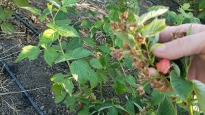 Начало созревания малины осенью.Сорта Полонез, Маравилла и Вайолет. 5 сентября 2025г.