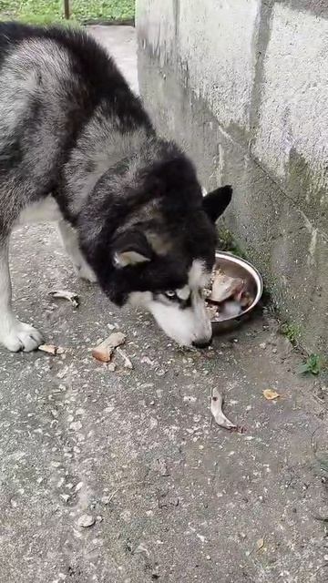 Переборчивый хаски Ленин смотреть онлайн