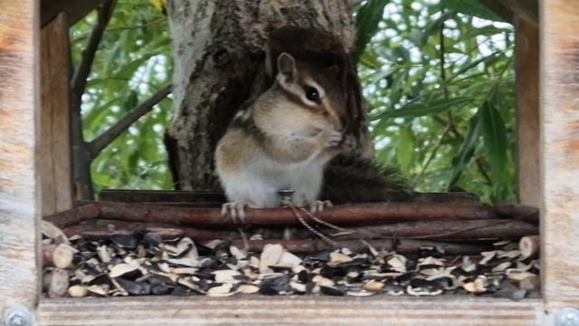 Бурундук трапезничает)