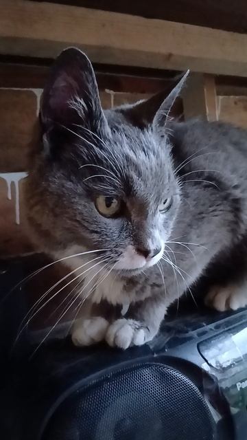 где моё мясо?!!! смотреть онлайн