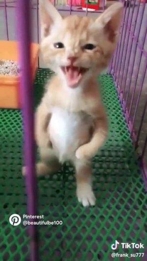 котик