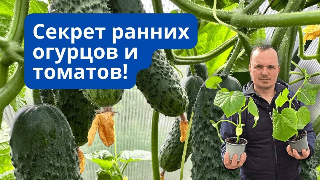 Весной у вас будут самые ранние огурцы- сделайте ТАК сейчас! смотреть онлайн