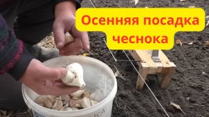 Осенняя посадка чеснока от "А" до "Я". Все тонкости осенней посадки.