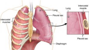 ЛЕГКИЕ_ строение легких, отделы, поверхности, доли, КОРЕНЬ ЛЕГКИХ, ВОРОТА ЛЕГКИХ, СЕГМЕНТЫ