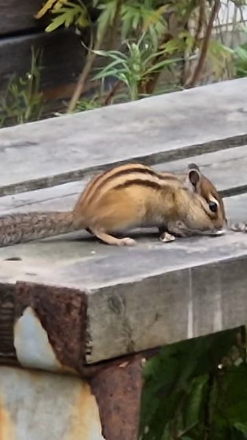 Бурундук набивает щёчки)))