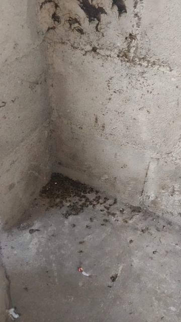 Избавление от ос, жёсткий способ :) смотреть онлайн