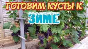 ВРЕМЯ ГОТОВИТЬ КУСТЫ винограда К ЗИМЕ.